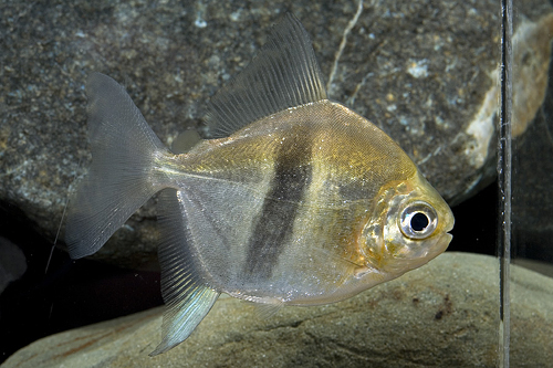 picture of Black Bar Silver Dollar Tank Raised Reg                                                              Myleus schomburgkii