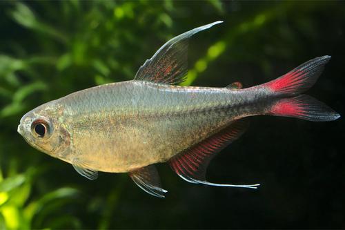 picture of Phoenix Tetra Reg                                                                                    Hemigrammus filamentosus