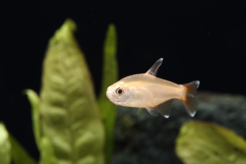 picture of Albino Silvertip Tetra Reg                                                                           Hasemania nana