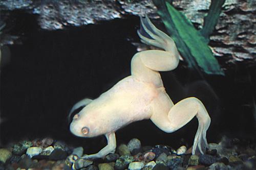 picture of Albino African Clawed Frog Jbo                                                                       Xenopus laevis 'Albino'