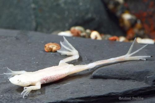 picture of Blonde African Dwarf Frog Lrg                                                                        Hymenochirus curtipes