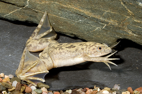 picture of Gold Reticulated African Clawed Frog Reg                                                             Xenopus laevis