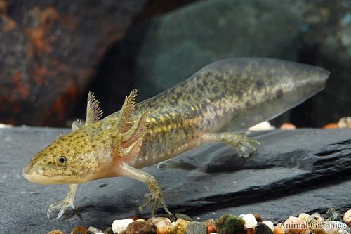 picture of Axolotl Reg                                                                                          Ambystoma mexicanum