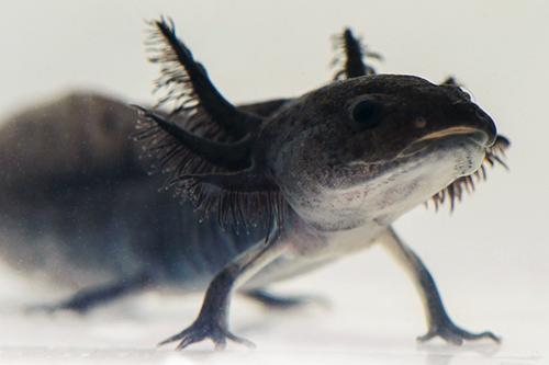 picture of Melanistic Axolotl Med                                                                               Ambystoma mexicanum
