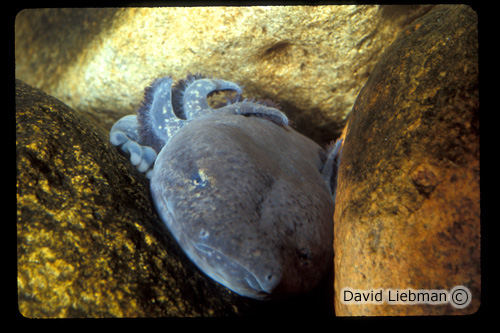 picture of Mud Puppy Reg                                                                                        Necturus maculosus