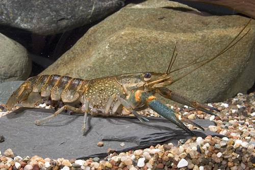 picture of Australian Blue Yabbie Crawfish Reg                                                                  Cherax quadricarinatus