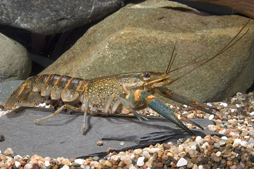 picture of Australian Blue Yabbie Crawfish Xlg                                                                  Cherax quadricarinatus