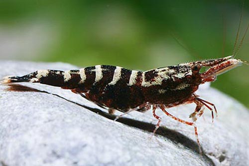 picture of Black & White Bee Shrimp Reg                                                                         Caridina sp.