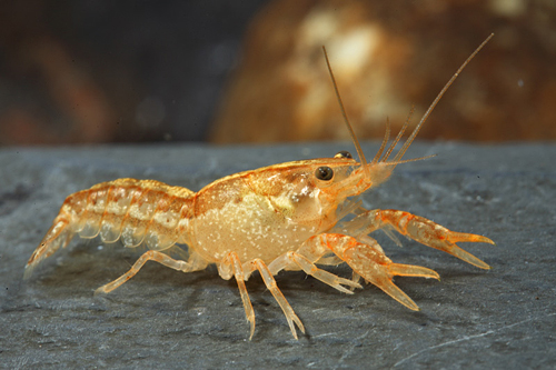 picture of Dwarf Orange Mexican Lobster Reg                                                                     Cambarellus patzcuarensis