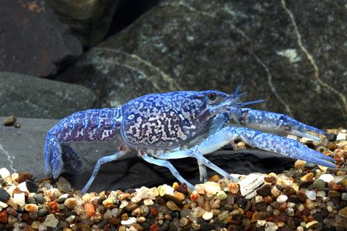 picture of Electric Blue Crawfish Shw                                                                           Procambarus alleni