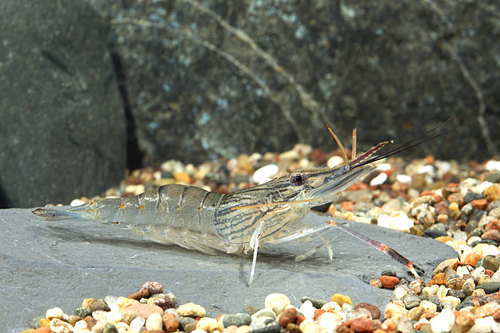 picture of Freshwater Prawn Reg                                                                                 Macrobrachium rosenbergi