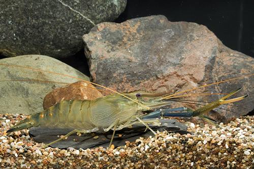 picture of Freshwater Prawn Lrg                                                                                 Macrobrachium rosenbergi