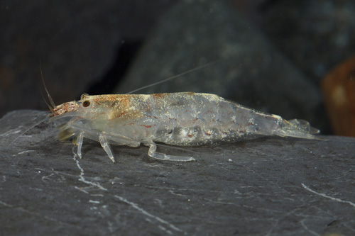 picture of Green Lace Shrimp Reg                                                                                Atyoida pilipes