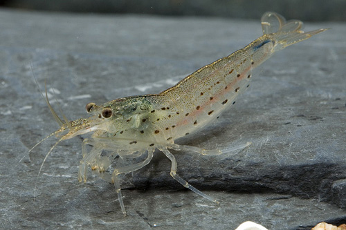 picture of Amano Algae Eating Shrimp Reg                                                                        Cardina multidentata