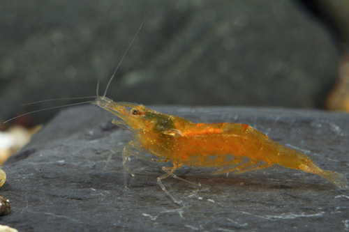 picture of Orange Bee Shrimp Reg                                                                                Neocaridina davidi var.