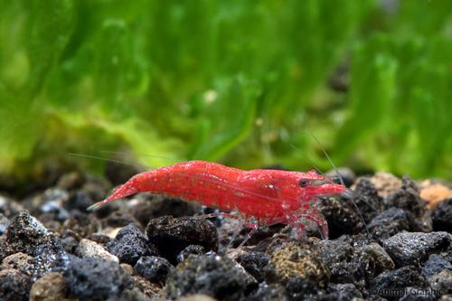 picture of Super Red Cherry Shrimp Reg                                                                          Neocaridina denticulata sinensis