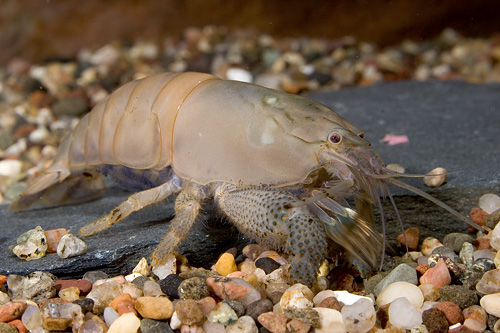 picture of Vampire Shrimp Reg                                                                                   Atyopsis gabonensis