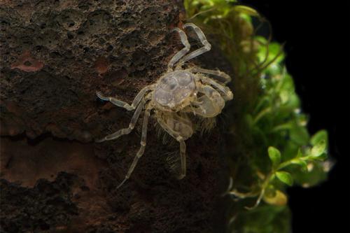 picture of Thai Micro Spider Crab Reg                                                                           Limnopilos naiyanetri