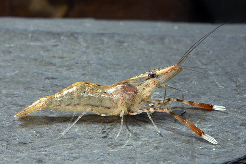 picture of Borneo White Claw Shrimp Reg                                                                         Macrobrachium sp.