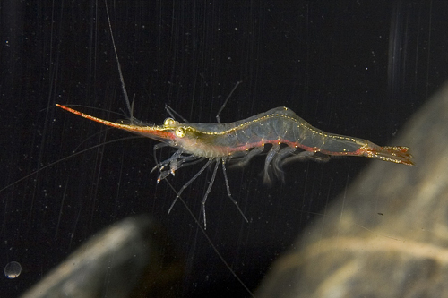 picture of Burmese Mountain Bee Shrimp Reg                                                                      Carinata sp.