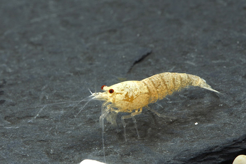 picture of Golden Crystal Shrimp Reg                                                                            Caridina cantonensis sp. 'Golden Bee'