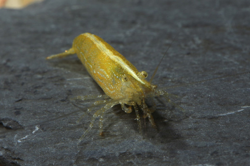 picture of Green Rocket Shrimp Reg                                                                              Caridina hodgarti