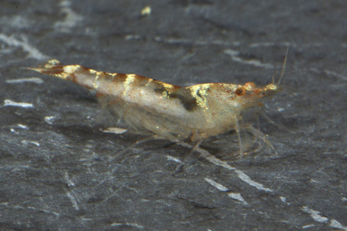 picture of Marble Blue Bee Shrimp Reg                                                                           Paracaridina sp.