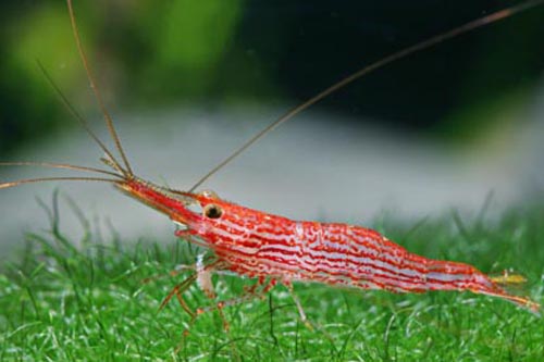 picture of Red Line Bee Shrimp Reg                                                                              Caridina striata