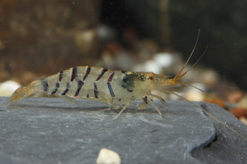 picture of Super Tiger Shrimp Reg                                                                               Caridina cantonensis 'Super Tiger'