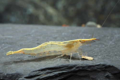 picture of Yellow Stone Shrimp Reg                                                                              Caridina gracilipes