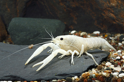 picture of Vanilla Crawfish Reg                                                                                 Procambarus alleni