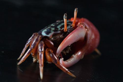 picture of Watermelon Crab Reg                                                                                  Uca annulipes