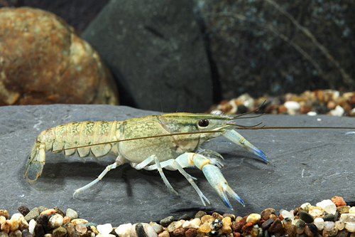 picture of Uncolored Australian Blue Yabbie Lobster Reg                                                         Procambarus sp.