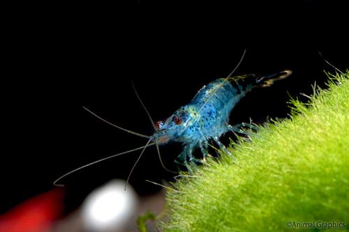 picture of Blue Rili Shrimp Reg                                                                                 Neocaridina heteropoda