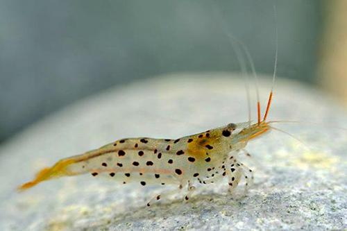 picture of Leopard Shrimp Reg                                                                                   Caridina rubropunctata