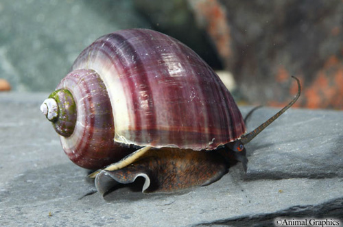 picture of Black Mystery Snail Reg                                                                              Pomacea bridgesii