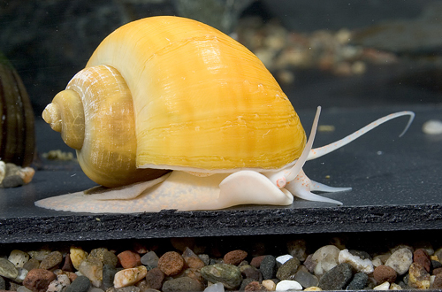 picture of Gold Mystery Snail Reg                                                                               Pomacea bridgesii