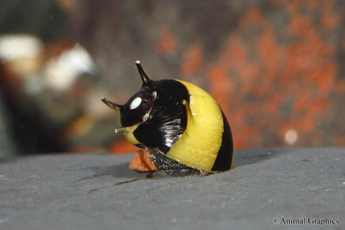 picture of Horned Nerite Snail Sml                                                                              Clithon diadema