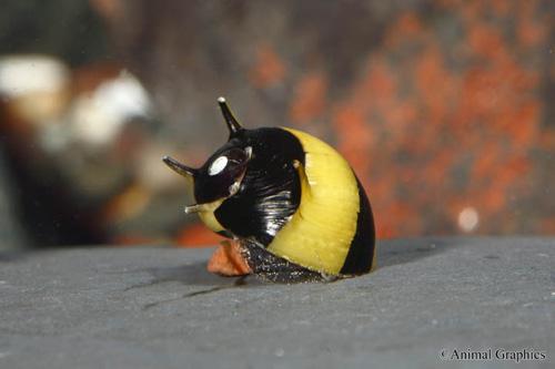 picture of Horned Nerite Snail Reg                                                                              Clithon diadema