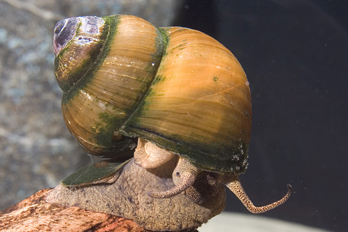 picture of Trapdoor Snail Reg                                                                                   Viviparidae sp.