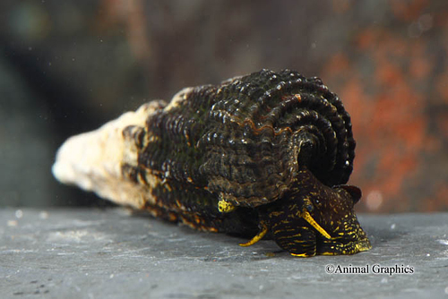 picture of Yellow Antenna Rabbit Snail Reg                                                                      Tylomelania zemis