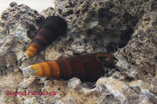 picture of Black Brush Rabbit Snail Reg                                                                         Tylomelania sp.