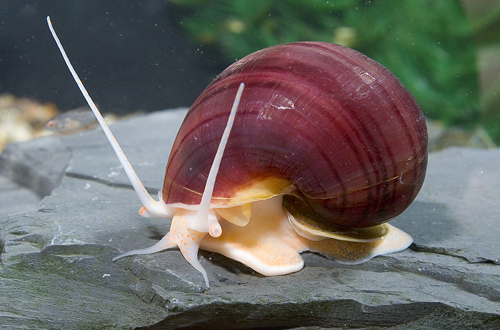 picture of Lavender Mystery Snail Reg                                                                           Pomacae bridgesii