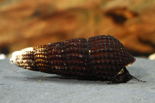 picture of White Spotted Rabbit Snail Reg                                                                       Tylomelania towetensis