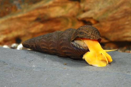 picture of Golden Rabbit Snail Reg                                                                              Tylomelania sp.