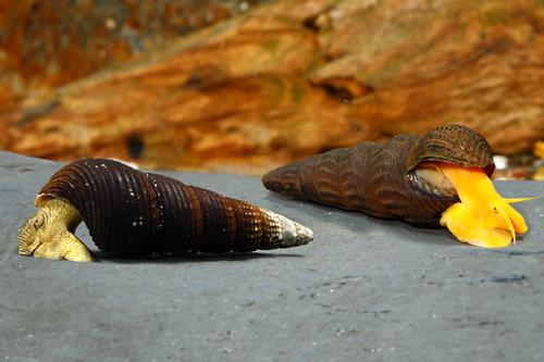 picture of Assorted Rabbit Snail Reg                                                                            Tylomelania sp.