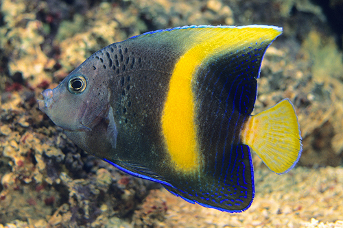 picture of Asfur Angel Red Sea Tny                                                                              Pomacanthus asfur