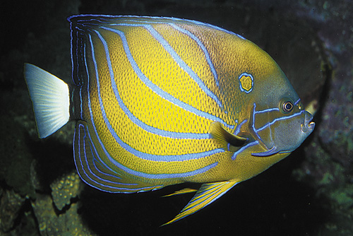 picture of Blue Ring Angel Adult Sml                                                                            Pomacanthus annularis