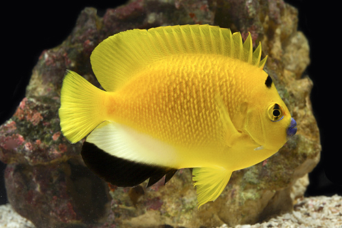 picture of Flag Fin Angel Med                                                                                   Apolemichthys trimaculatus