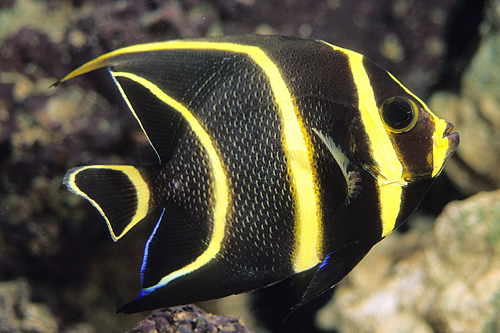 picture of French Angel Adult Tny                                                                               Pomacanthus paru